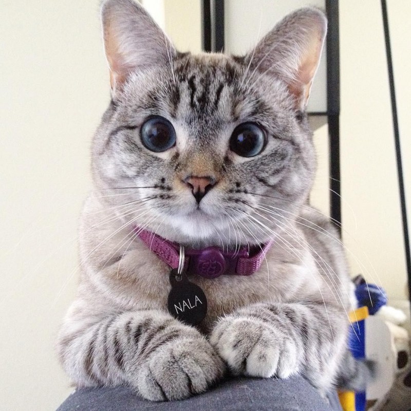 Сердитый кот Grumpy Cat