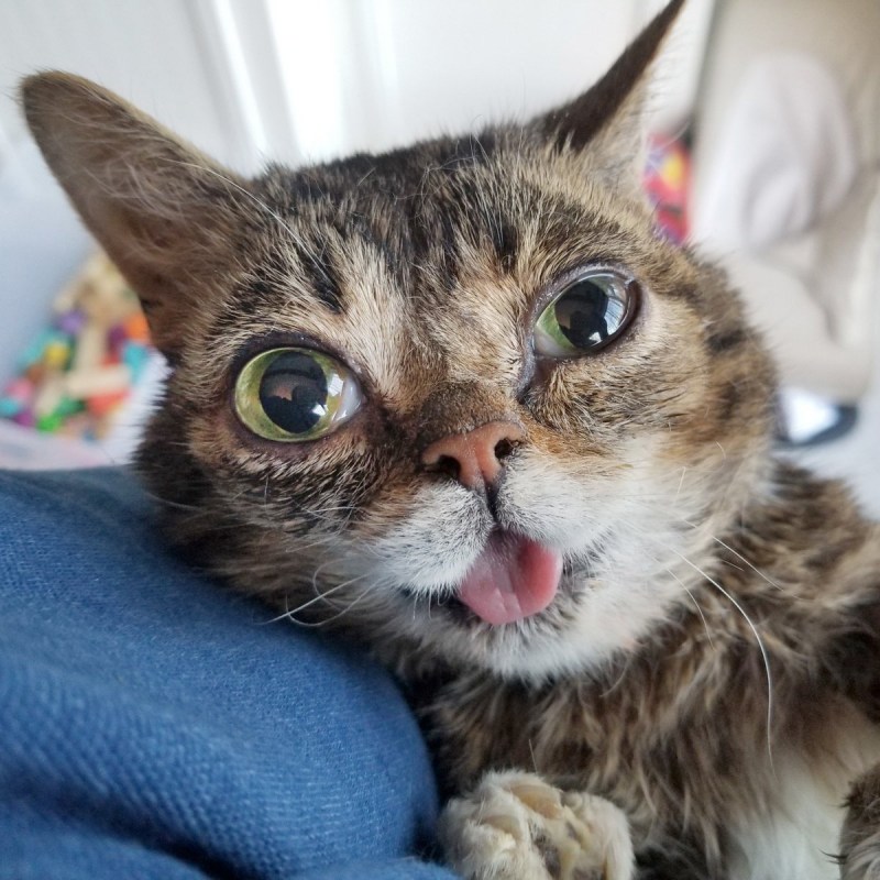 Интересные котики