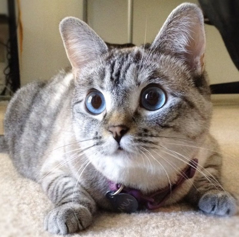 Необычные коты