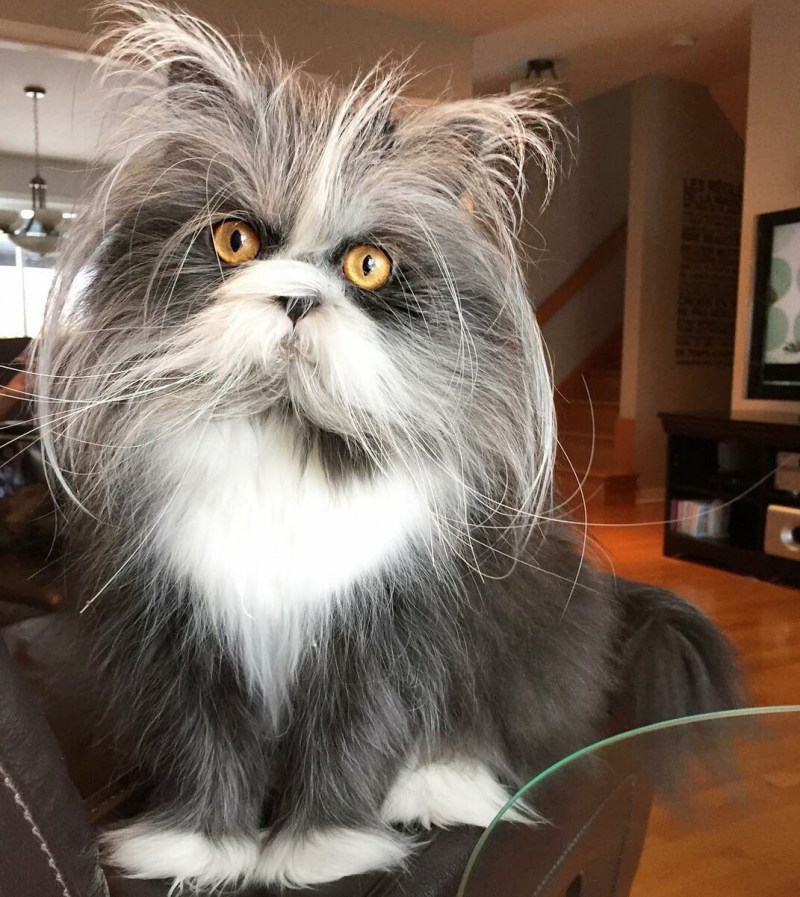 Необычные коты