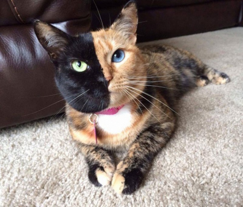 Известные коты