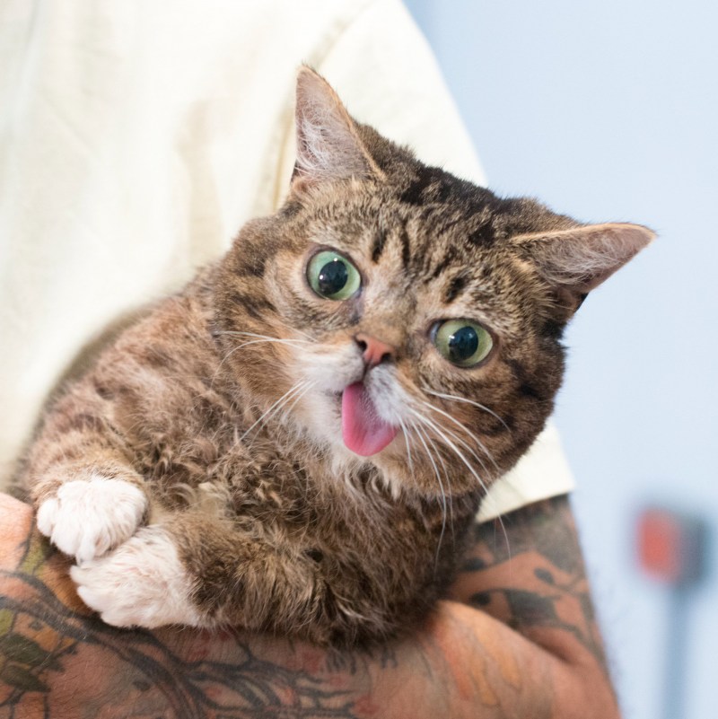 Двуликая кошка Венера