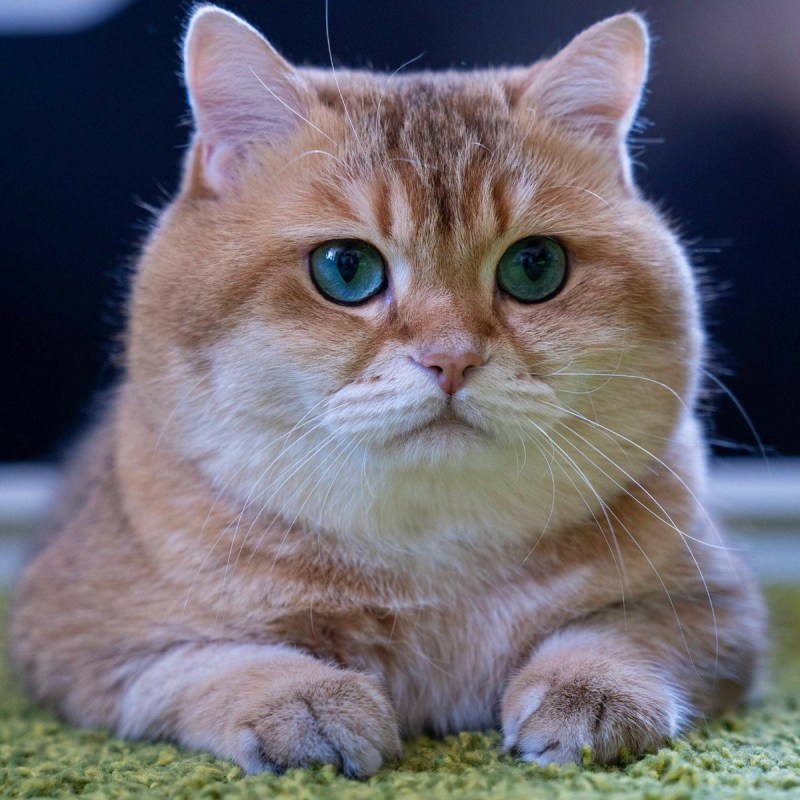Кот Гамильтон