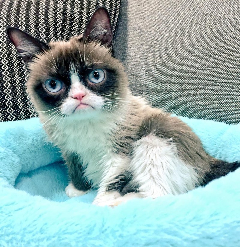 Известные коты