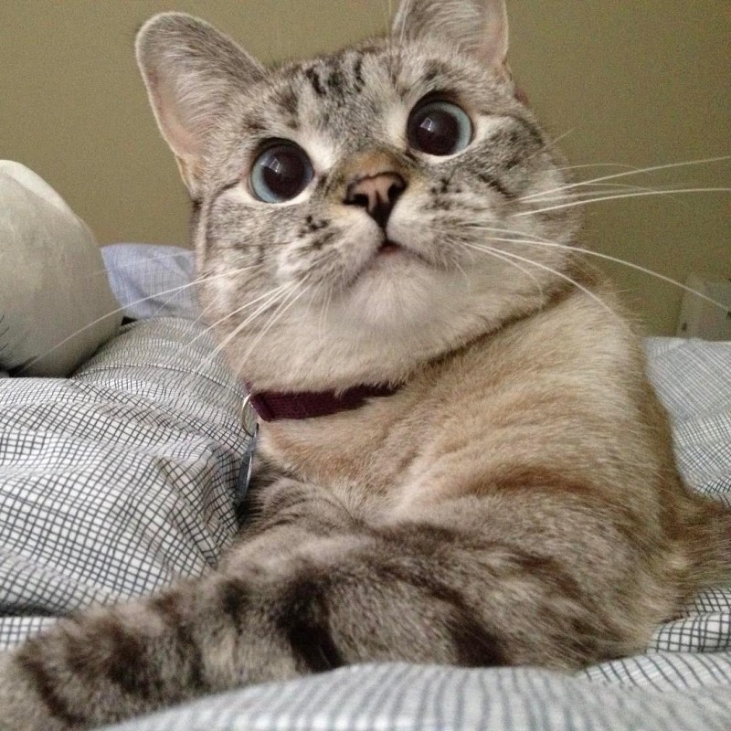 Смешные кошки