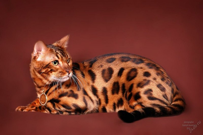 Бенгальская кошка