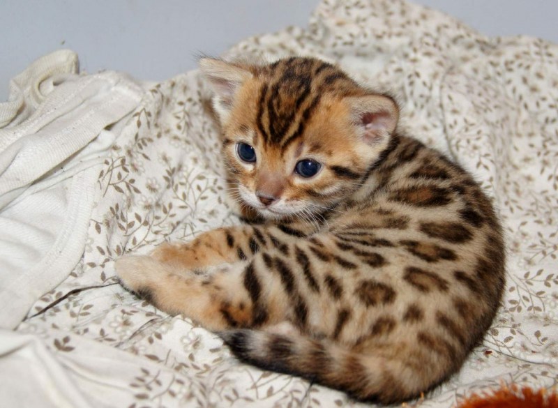 Бенгальский кот маленький