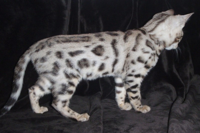Серебристый пятнистый (Silver tabby spotted)