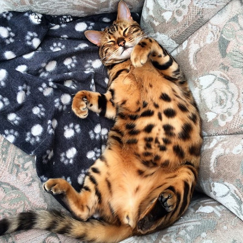 Бенгальский кот f3