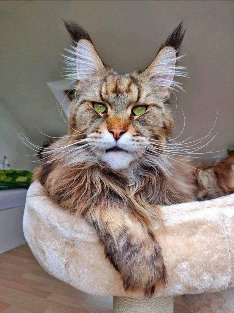 Мейн кун коты взрослые