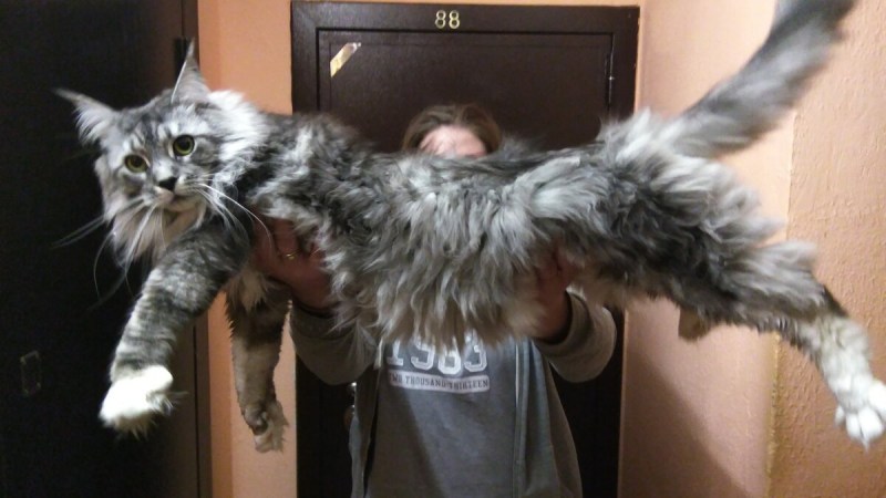 Крупные коты Мейн кун
