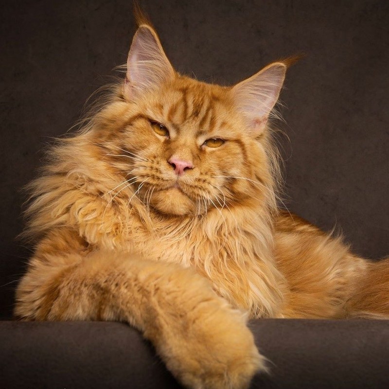 Гигантский кот Мейн кун