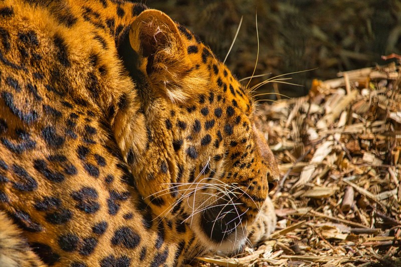 Snow Leopard sleeping