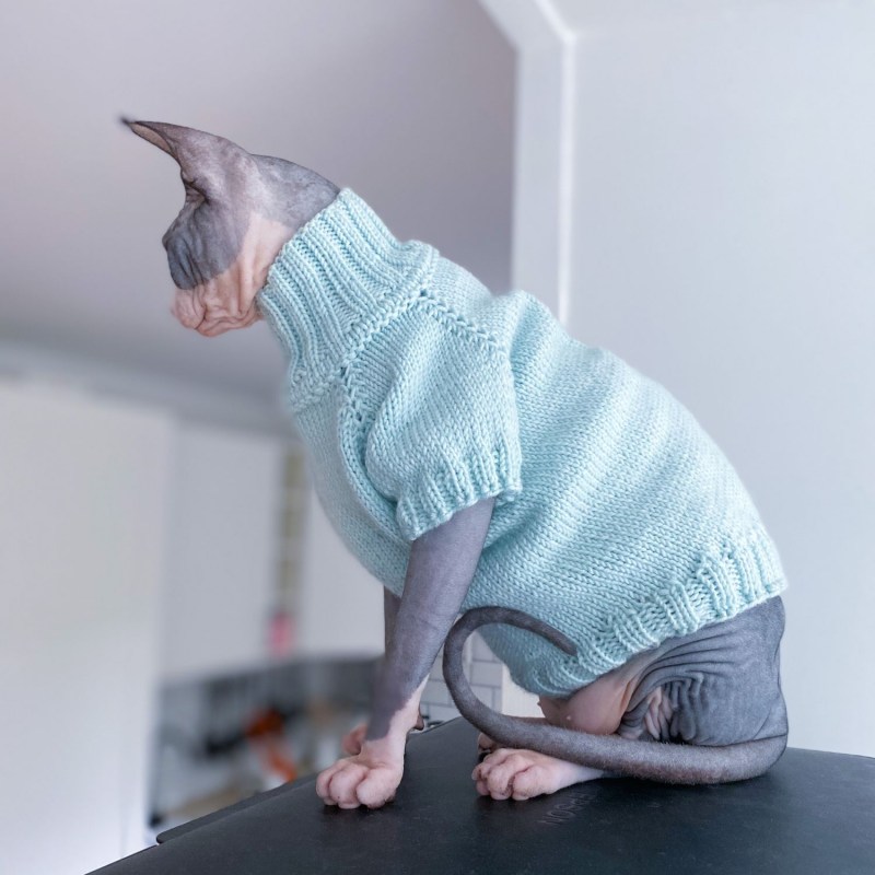 Кот в свитере