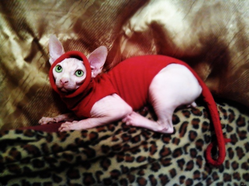 Костюмчик зимний лысому коту