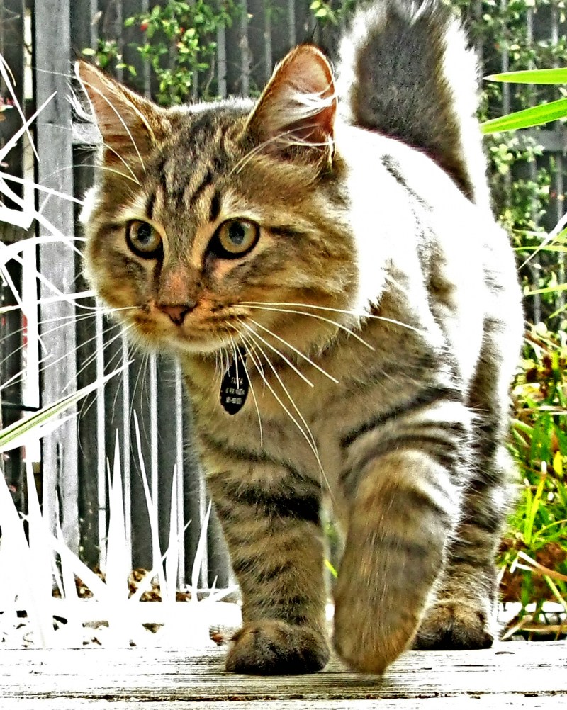 Американская короткошерстная кошка