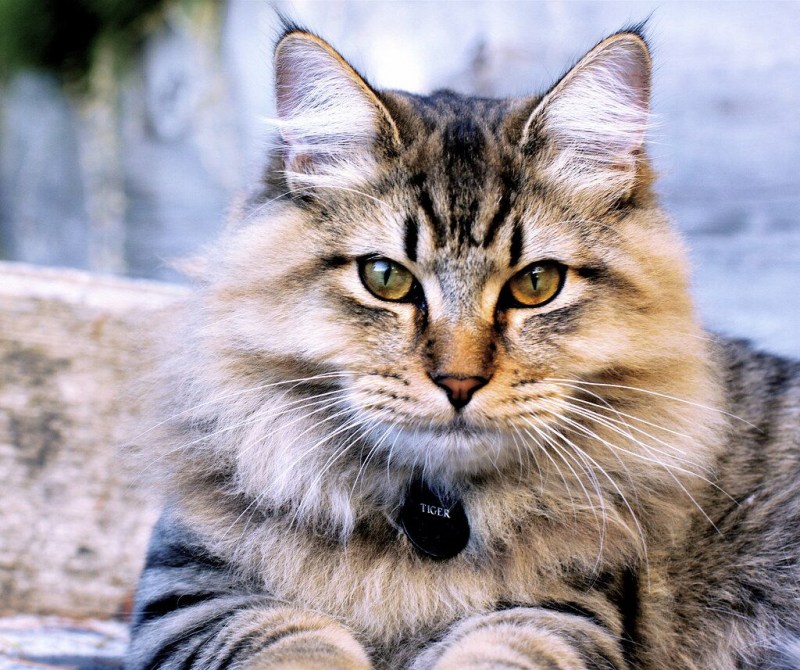 Американская короткошерстная кошка
