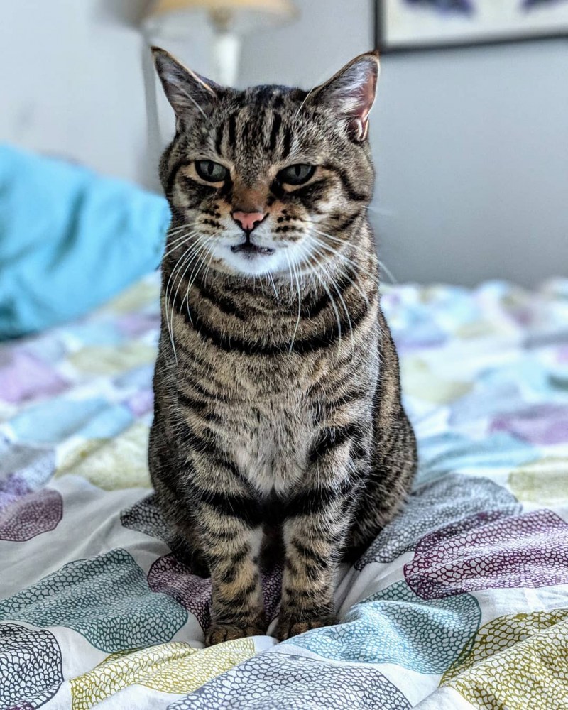 Американская короткошерстная кошка