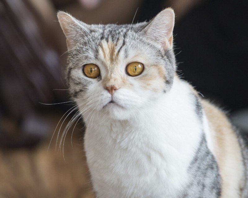 Американская короткошерстная кошка