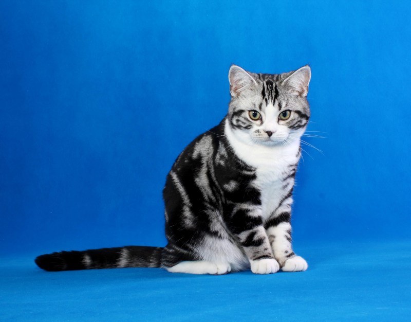 Американская короткошерстная кошка котята