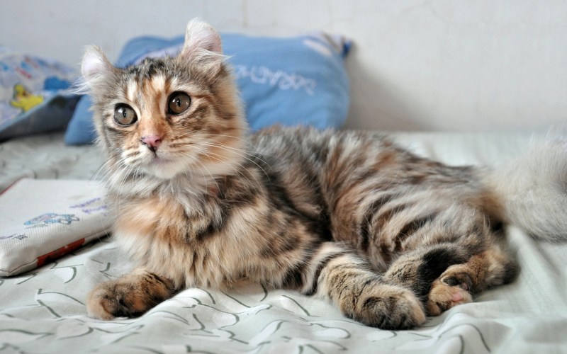 Американский короткошерстный кот