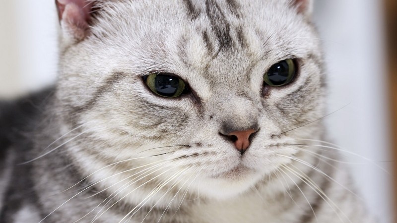 Кот Хэнк президент