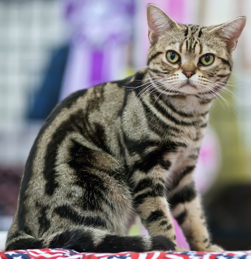 Американская короткошерстная кошка