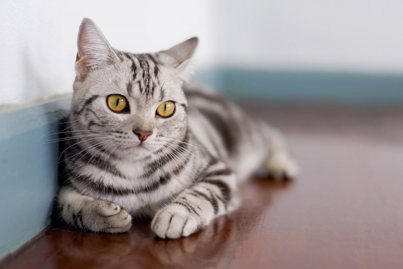 Американская короткошерстная кошка котята