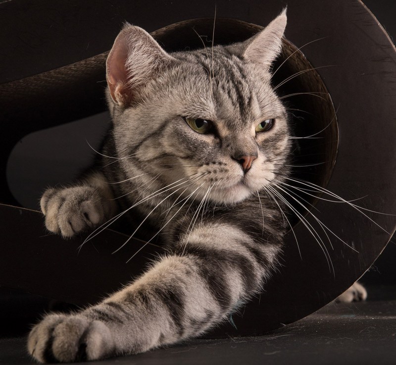 Американские коты