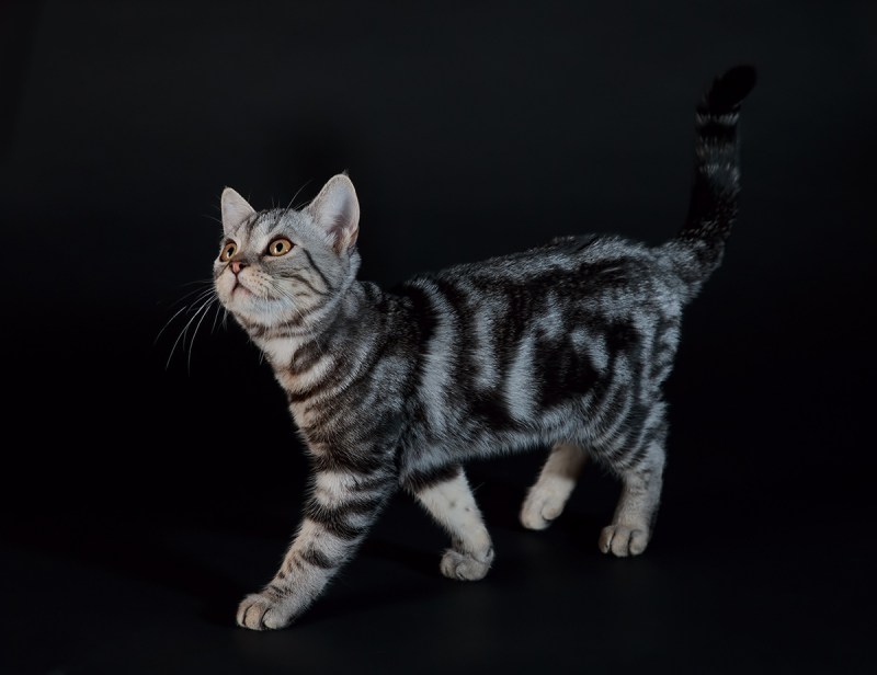 Американская короткошерстная кошка