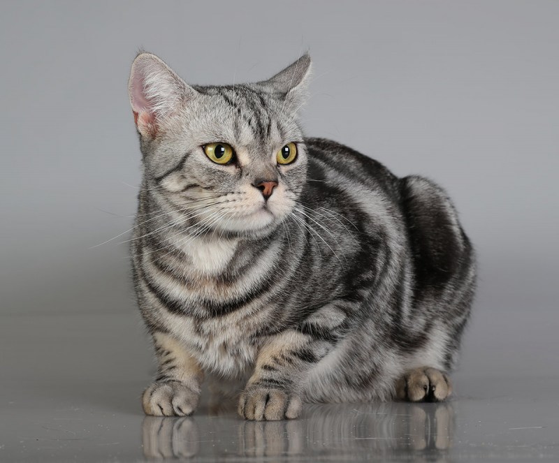 Американская короткошерстная кошка