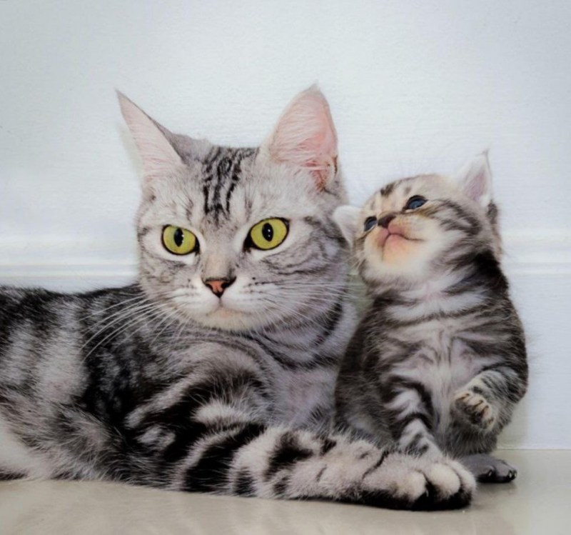 Американская короткошерстная котенок