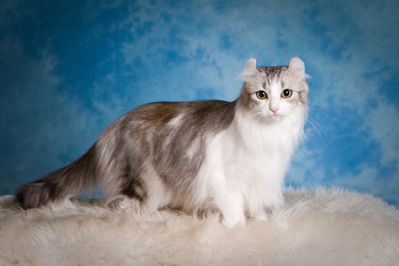 Американская короткошерстная
