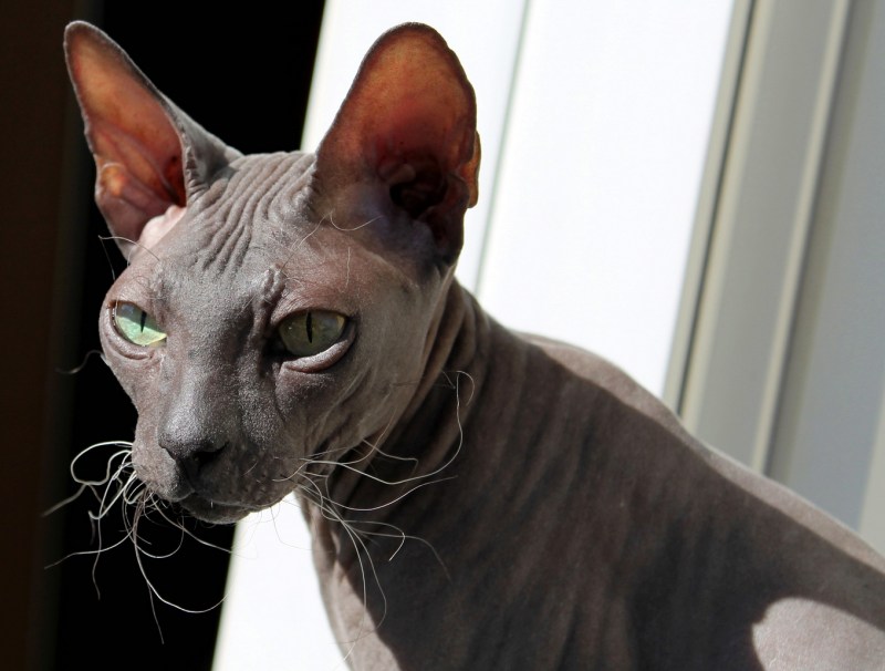 Кот породы канадский сфинкс