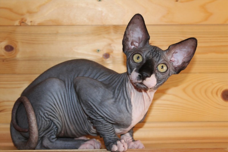 Донской сфинкс кошка