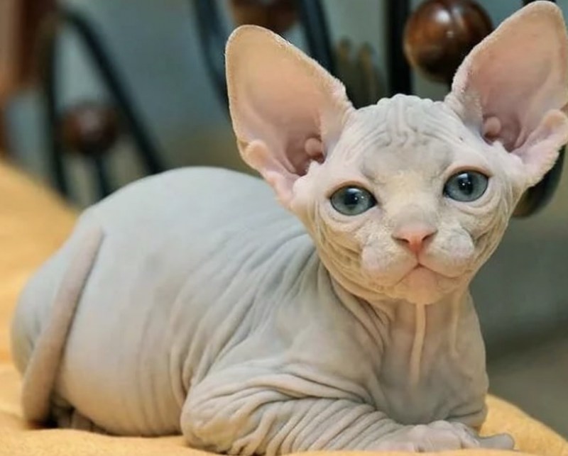 Канадский сфинкс кошка