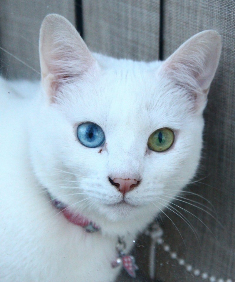 Као мани котята