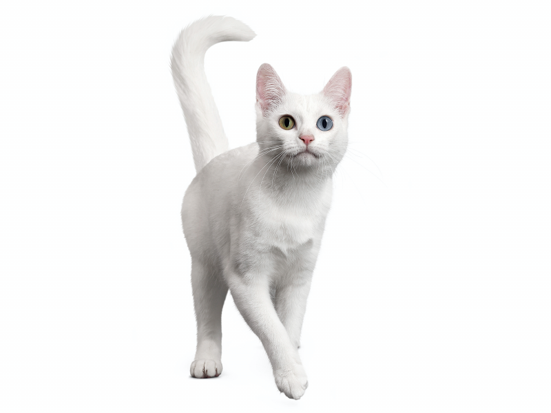 Кошка мягкая игрушка као мани
