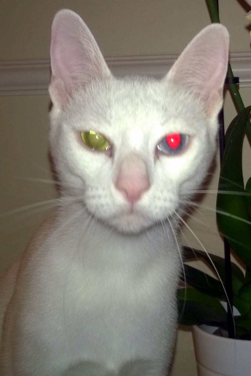 Као мани кошка