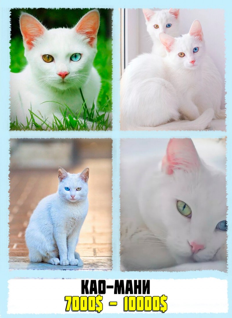 Cat White the ground