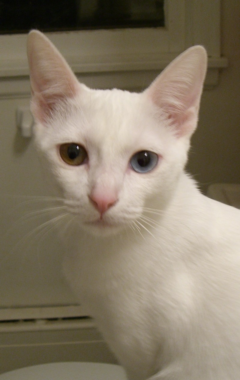 Khao Manee кошка