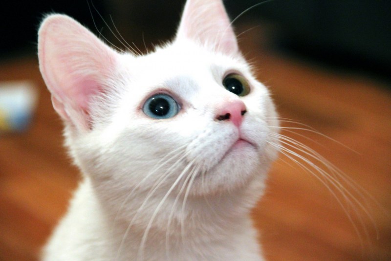 Као мани котята