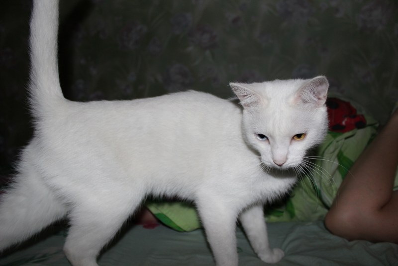 Новорожденные котята као мани