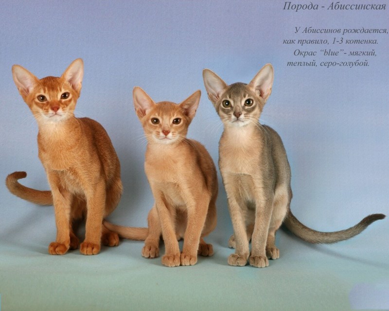 Абиссинская кошка