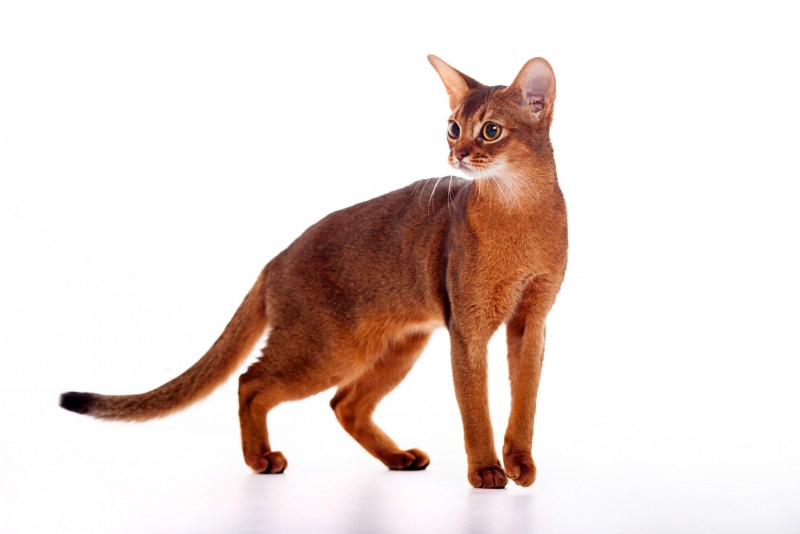 Абиссинская кошка Pet