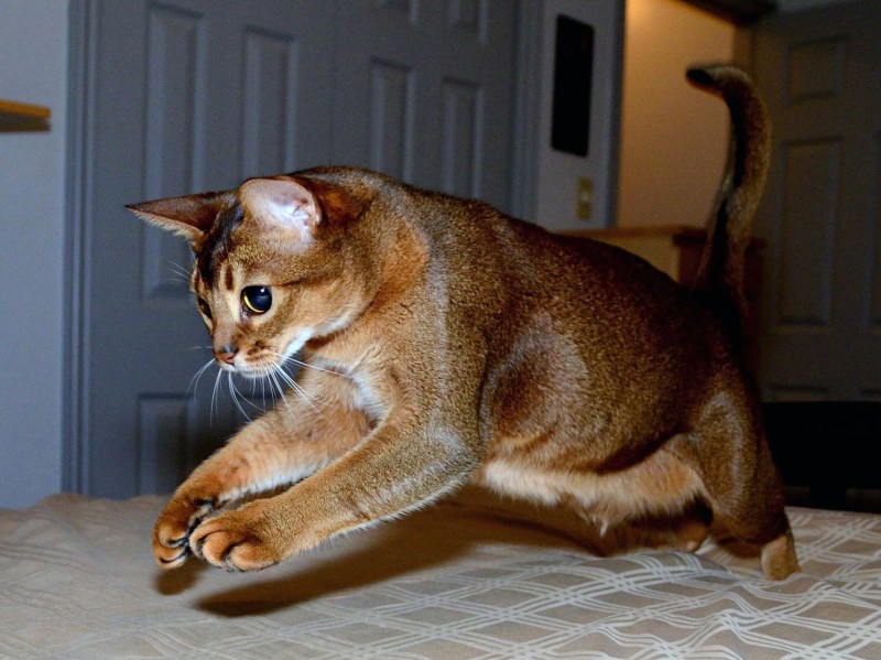Абиссинская кошка котёнок