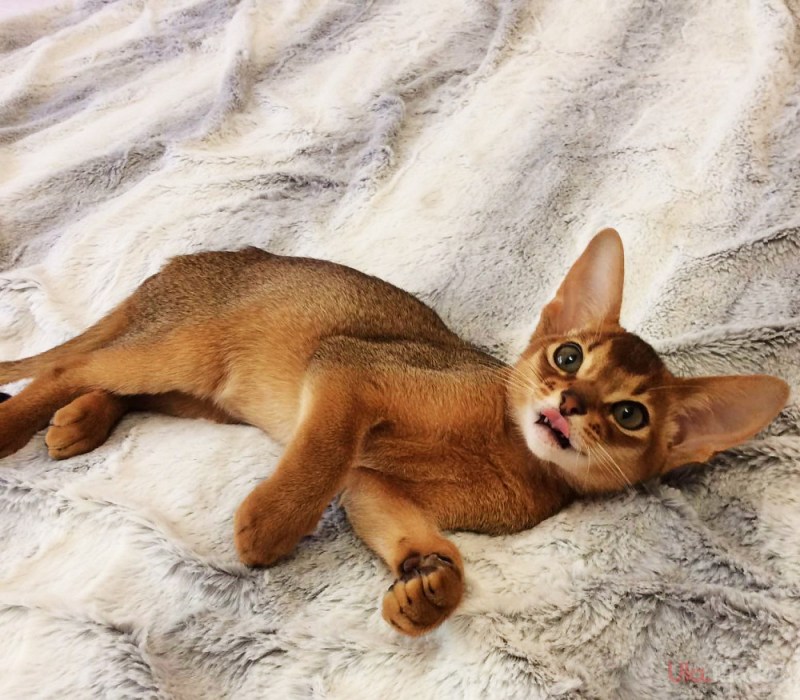 Абиссинская кошка котёнок