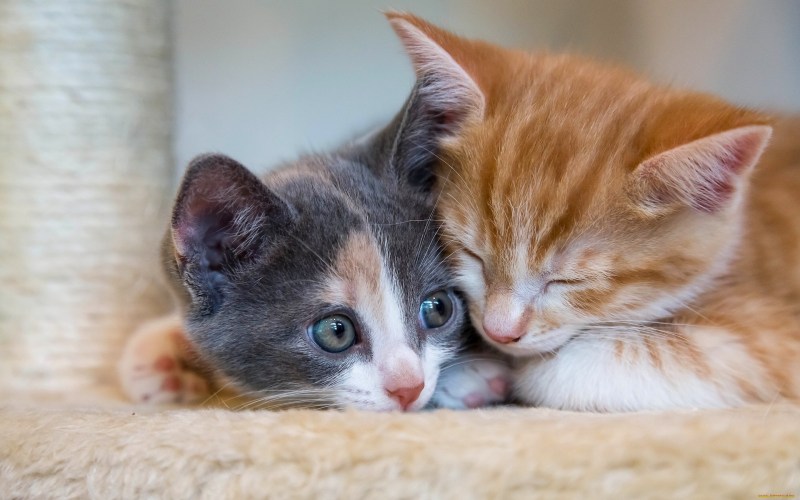 Котята обнимаются