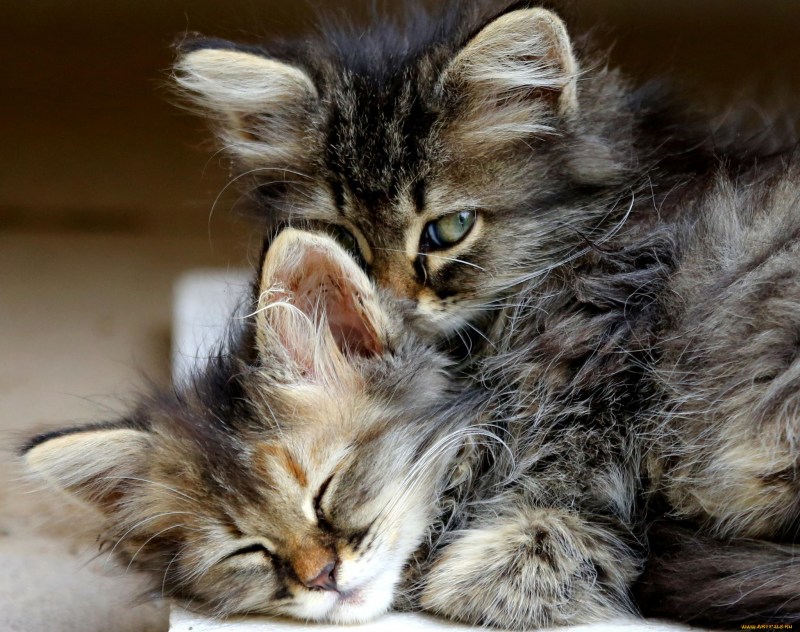 Кошки обнимаются