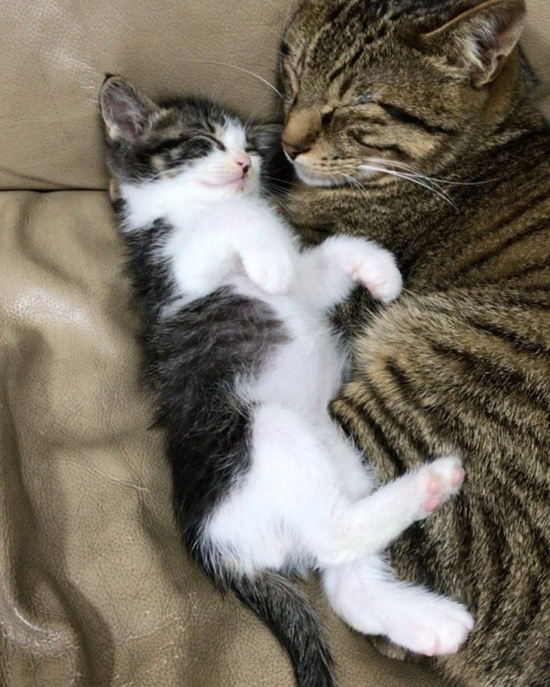 Обнимашки котят
